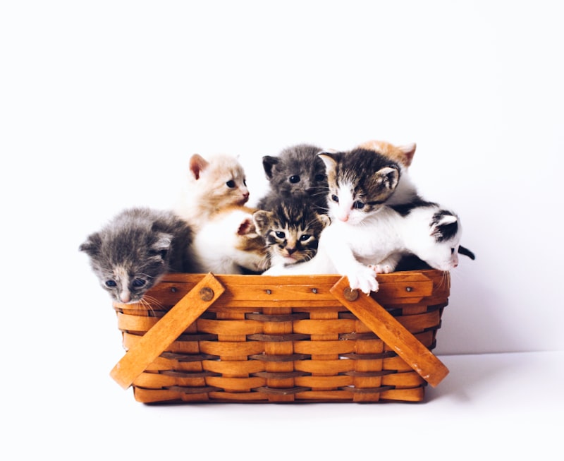 Zwerfkatten bij een Atheense taverna